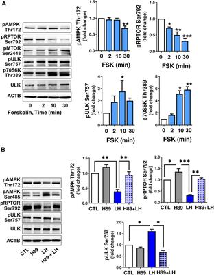 Protein Kinase A and 5′ AMP-Activated Protein Kinase Signaling Pathways Exert Opposite Effects on Induction of Autophagy in Luteal Cells